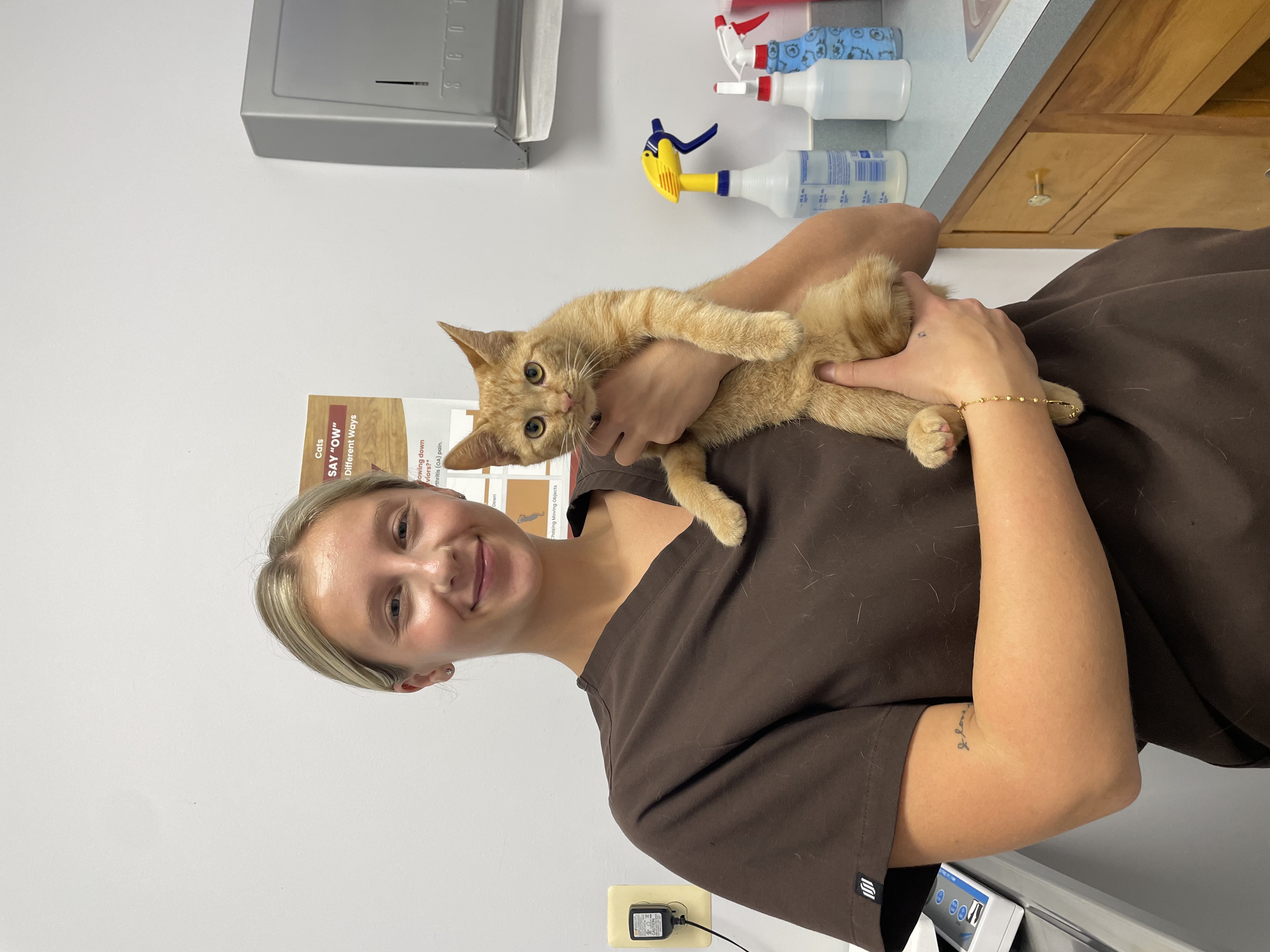 Veterinary technician holding an orange tabby cat during a vaccination appointment at Ramtown Animal Hospital in Howell NJ