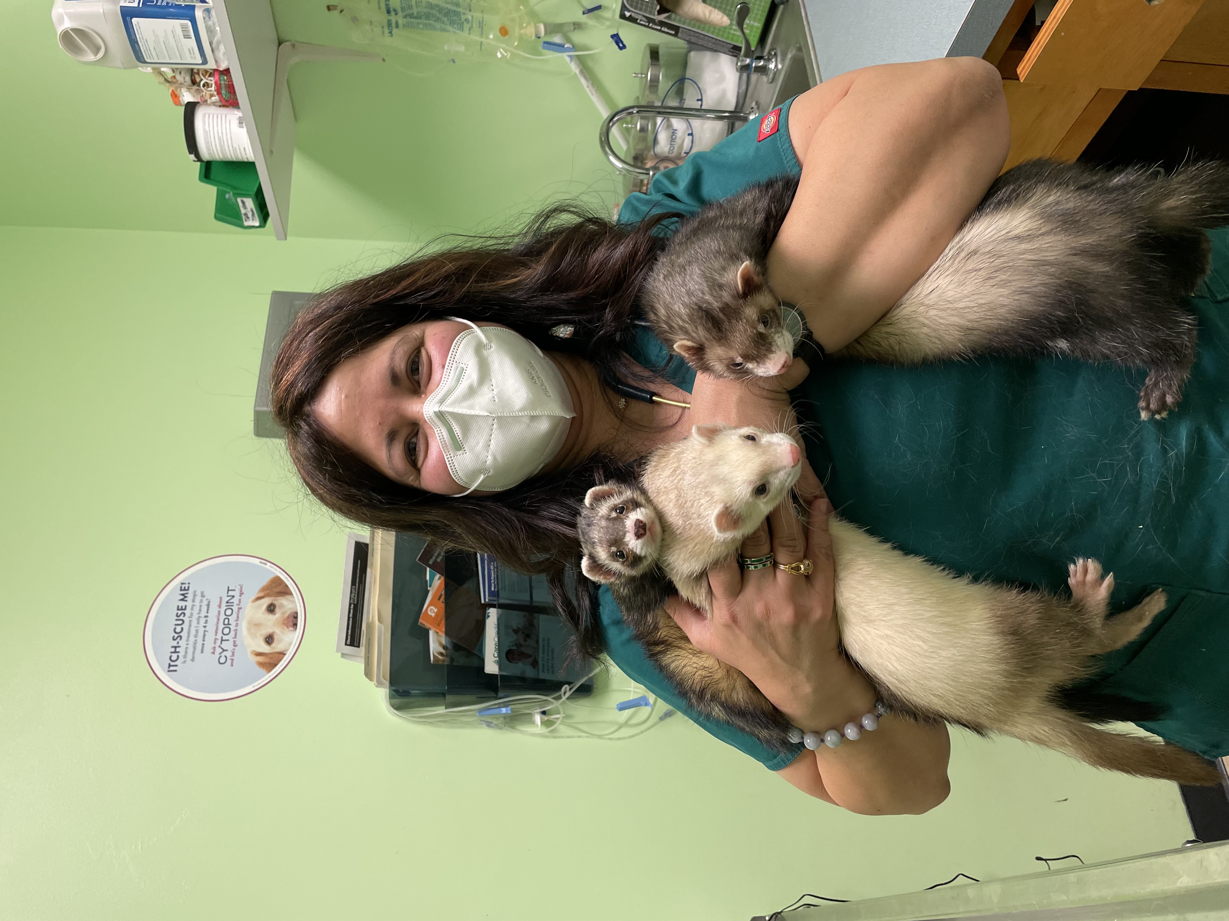 Dr. Demian examining two ferrets, demonstrating our exotic small mammal expertise