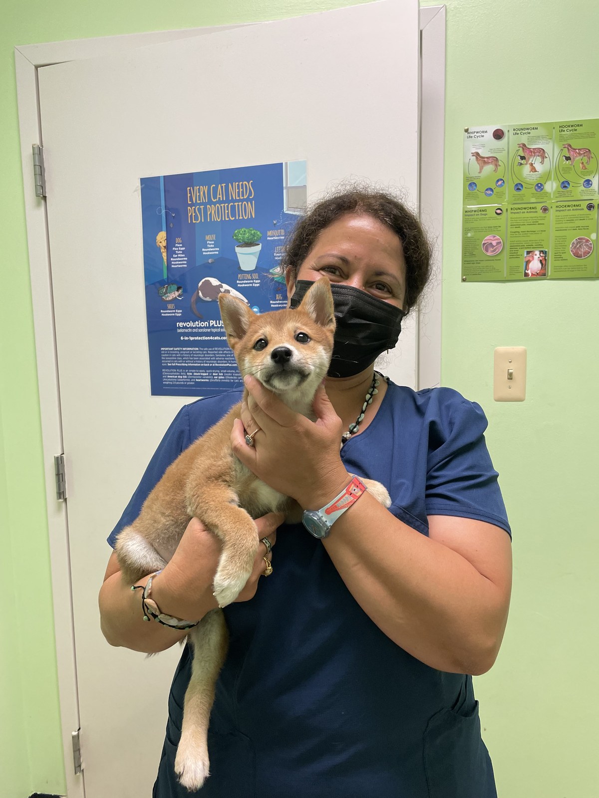 Ramtown Animal Hospital team member holding an orange kitten